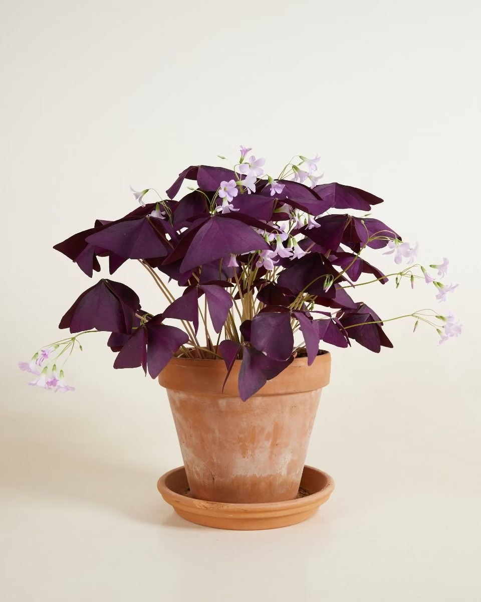 Oxalis - Triangularis 'Burgundy' أوكساليس نبات الفراشة
