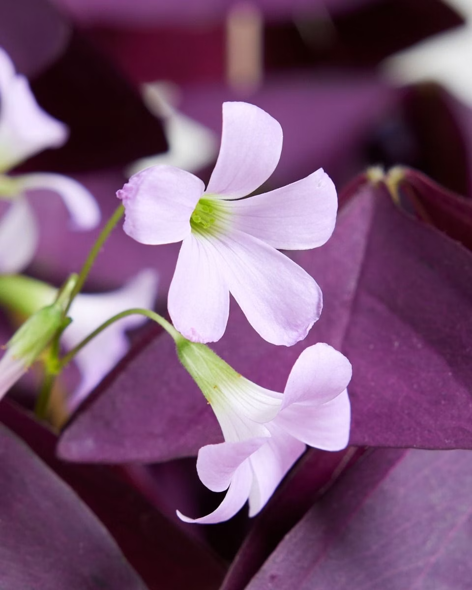 Oxalis - Triangularis 'Burgundy' أوكساليس نبات الفراشة