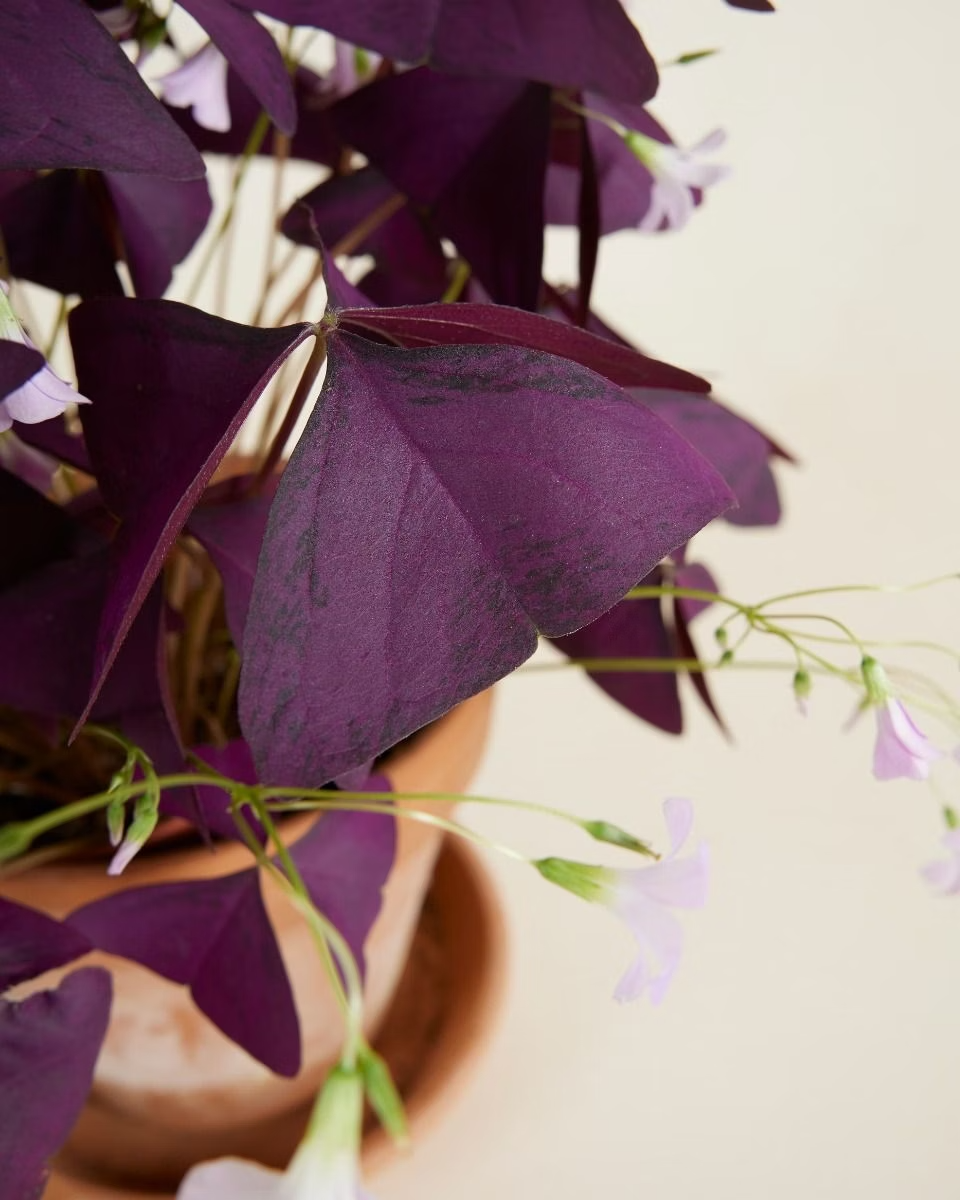 Oxalis - Triangularis 'Burgundy' أوكساليس نبات الفراشة