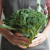 Broccoli Di Cicco - supplier photo