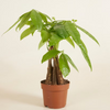 Pachira Aquatica (Money Tree) باشيرا أكواتيكا