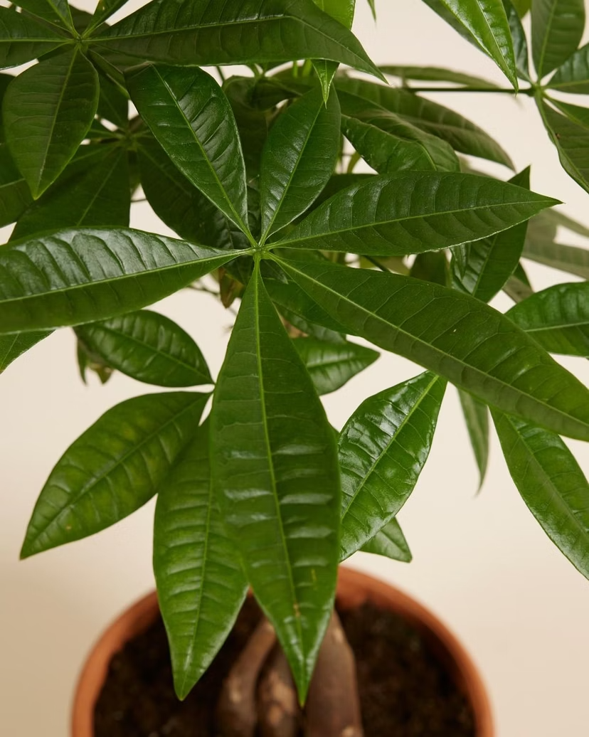 Pachira Aquatica (Money tree)