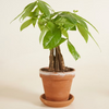 Pachira Aquatica (Money Tree) باشيرا أكواتيكا