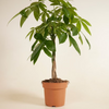 Pachira Aquatica (Money tree)