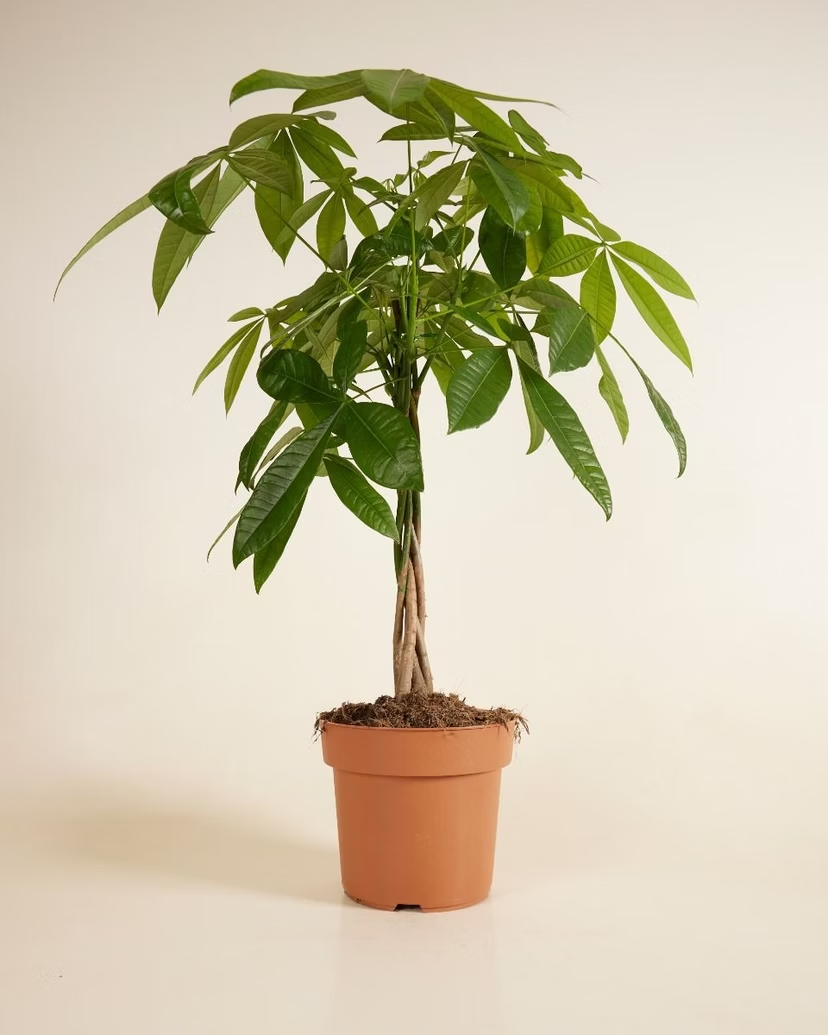 Pachira Aquatica (Money tree)