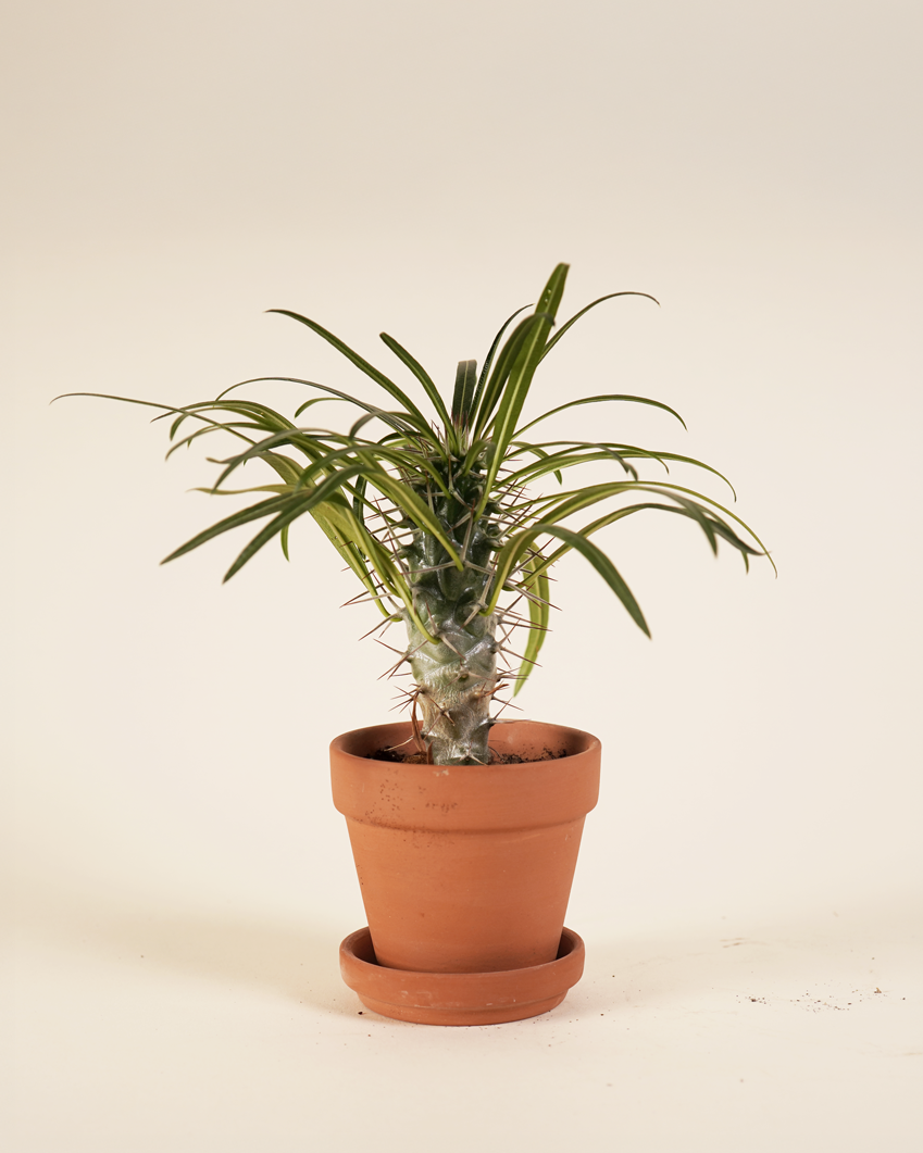 Baby Lamerei (Madagascar Palm) نخلة مدغشقر