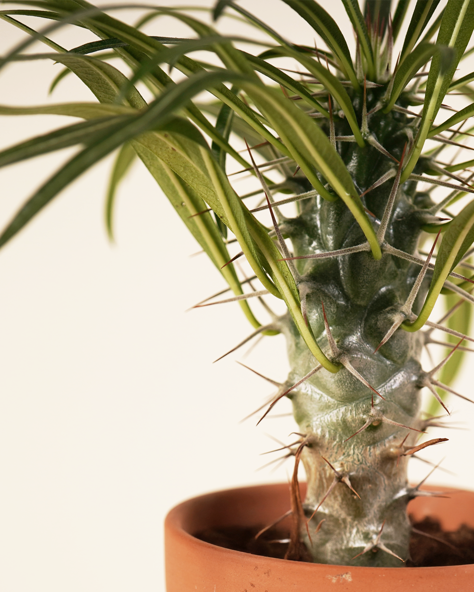 Baby Lamerei (Madagascar Palm) نخلة مدغشقر