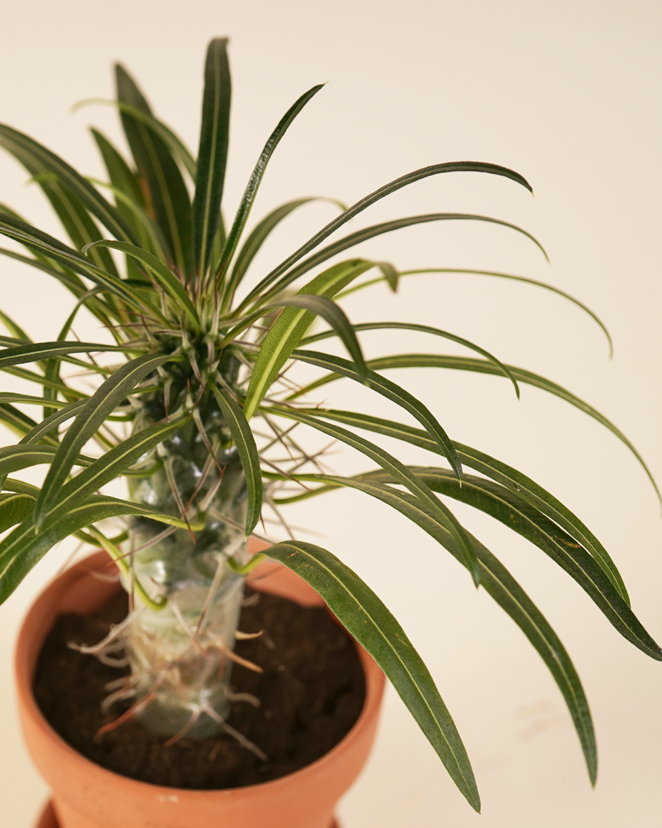 Baby Lamerei (Madagascar Palm) نخلة مدغشقر