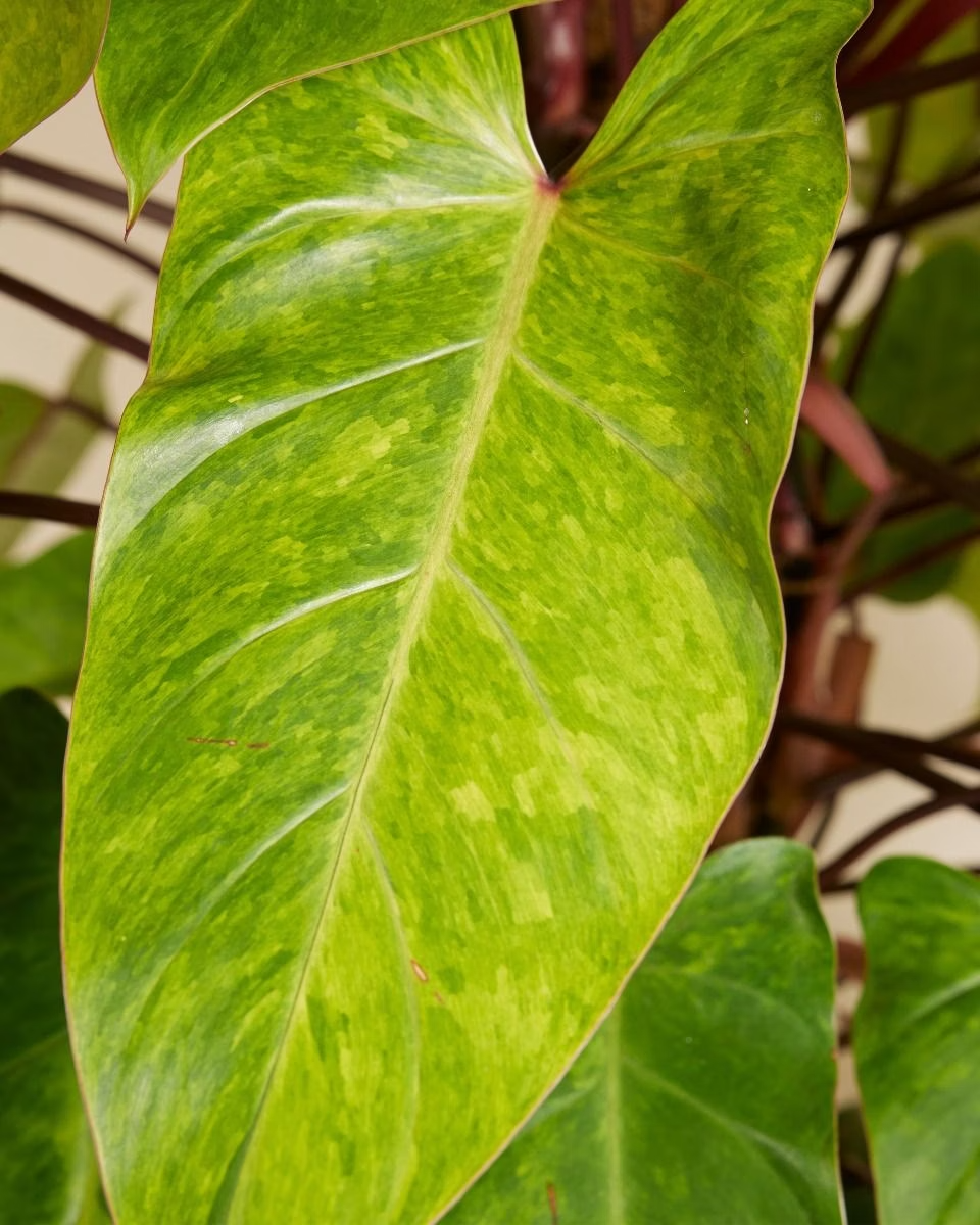 Philodendron Painted Lady فيلوديندرون