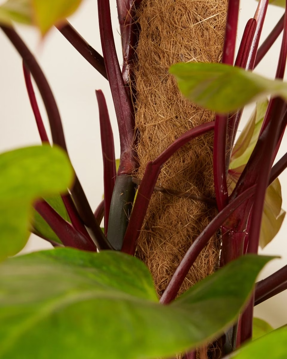 Philodendron Painted Lady فيلوديندرون Houseplants