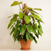 Philodendron Painted Lady فيلوديندرون