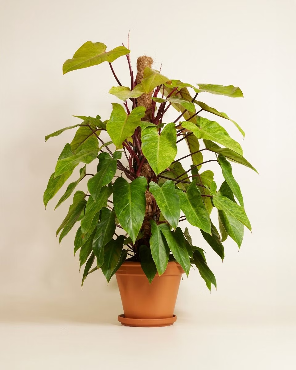 Philodendron Painted Lady فيلوديندرون Houseplants