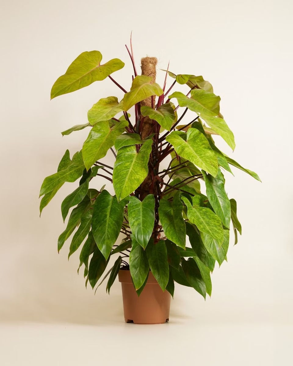 Philodendron Painted Lady فيلوديندرون
