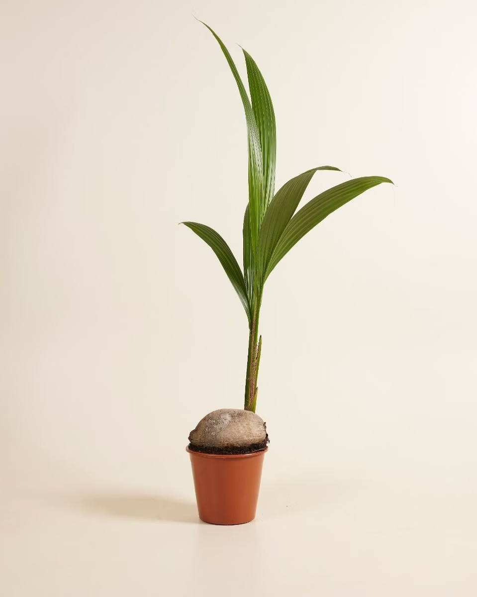 Palm Coconut (Cocos nucifera) شجرة جوز الهند