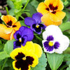 Pansy Swiss Giant Mixture بانسي - supplier photo