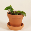 Baby Philodendron Patriciae