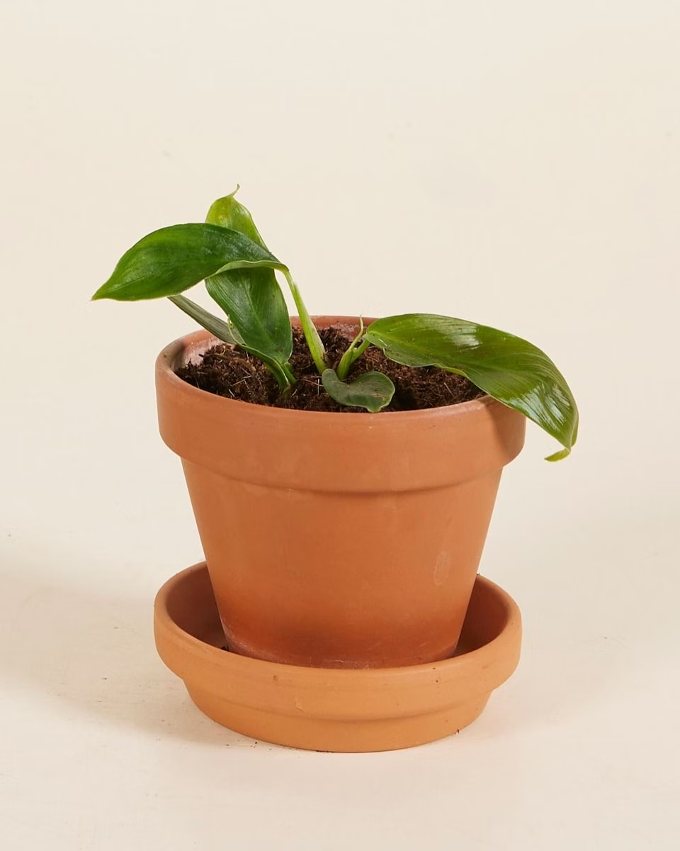 Baby Philodendron Patriciae فيلوديندرون