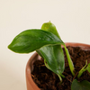 Baby Philodendron Patriciae