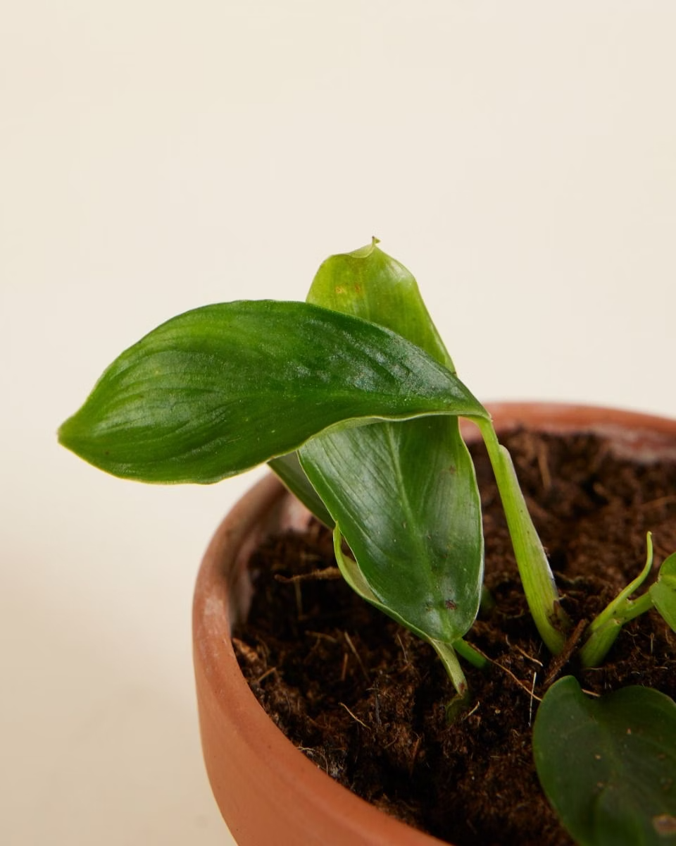 Baby Philodendron Patriciae فيلوديندرون