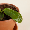 Baby Philodendron Patriciae