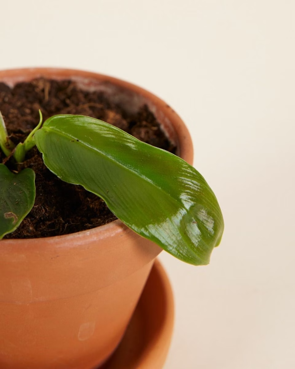 Baby Philodendron Patriciae فيلوديندرون