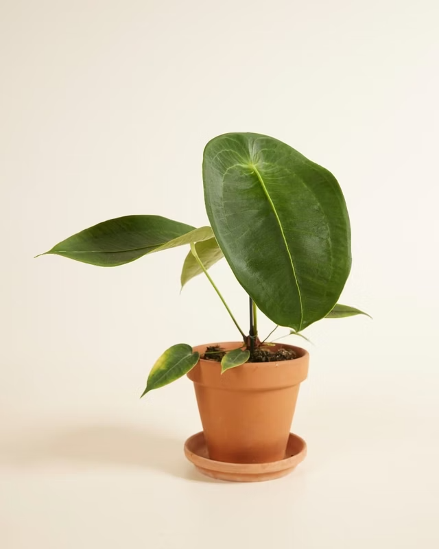 Anthurium Peltigerum (Flamingo Plant) أنثوريوم نبات داخلي