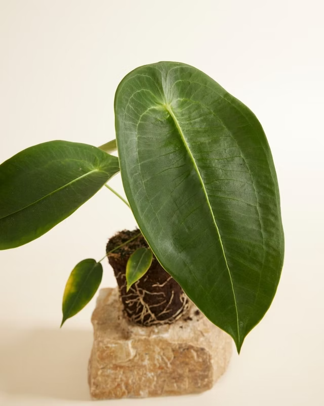 Anthurium Peltigerum (Flamingo Plant) أنثوريوم نبات داخلي