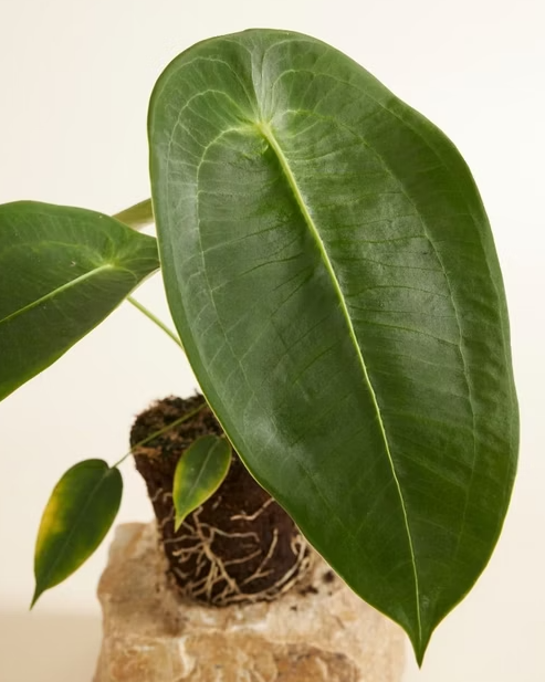 Close-up of a large green Peltigerum leaf with a neutral background