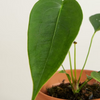 Baby Anthurium Peltigerum