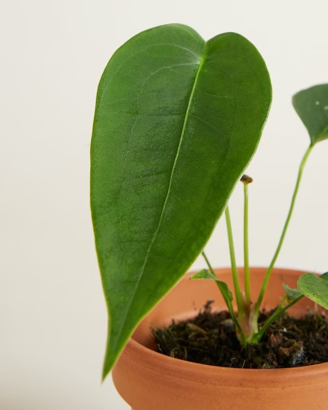 Baby Anthurium Peltigerum أنثوريوم نباتات داخلية
