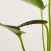 Baby Anthurium Peltigerum