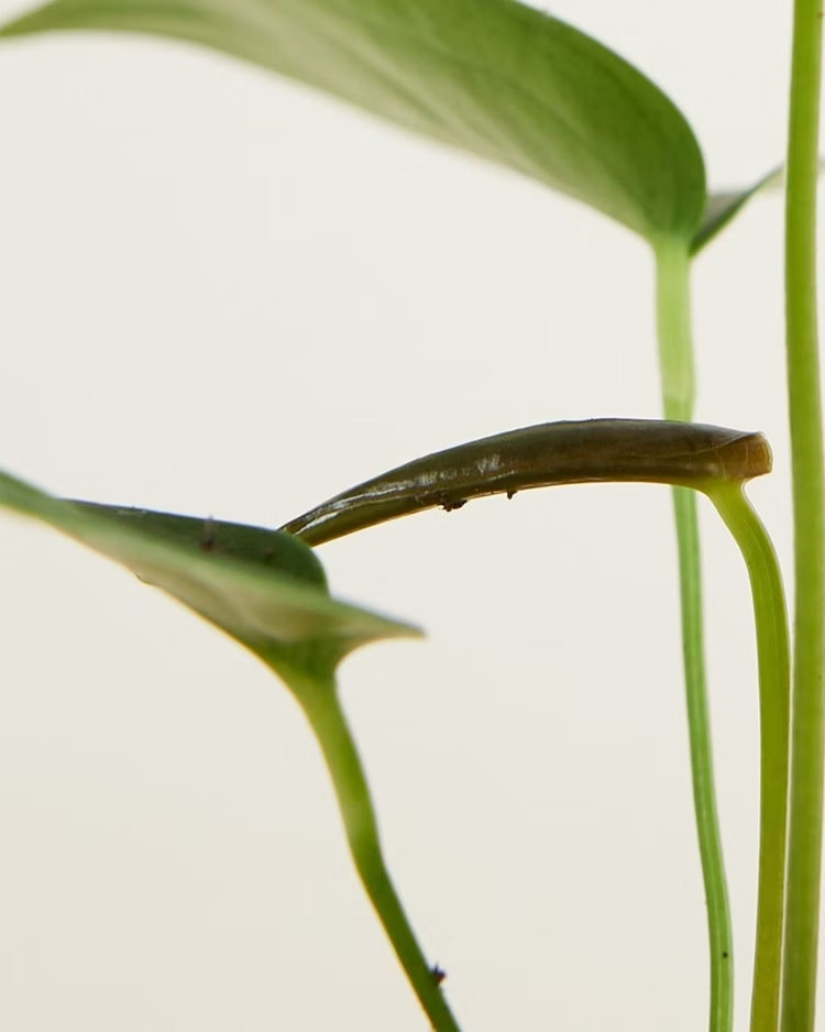 Baby Anthurium Peltigerum أنثوريوم نباتات داخلية