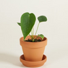 Baby Anthurium Peltigerum