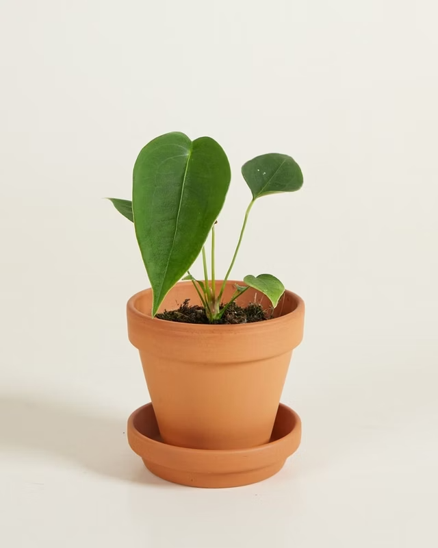 Baby Anthurium Peltigerum أنثوريوم نباتات داخلية
