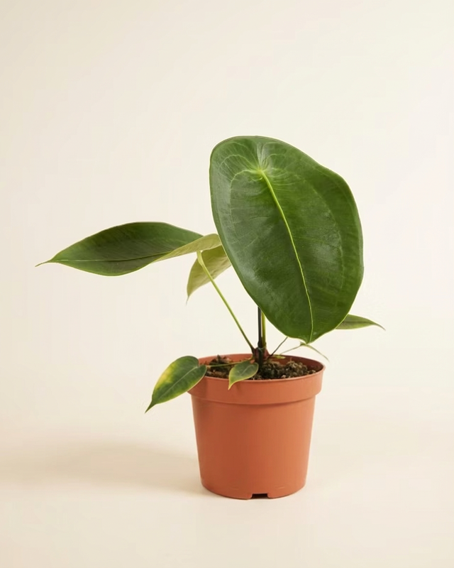 Potted Peltigerum plant with large green leaves on a beige background