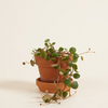Baby Peperomia Pepperspot (Green Coins) بيبيروميا