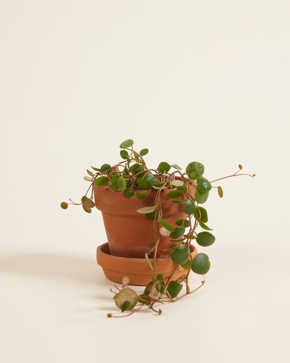 Baby Peperomia Pepperspot (Green Coins) بيبيروميا