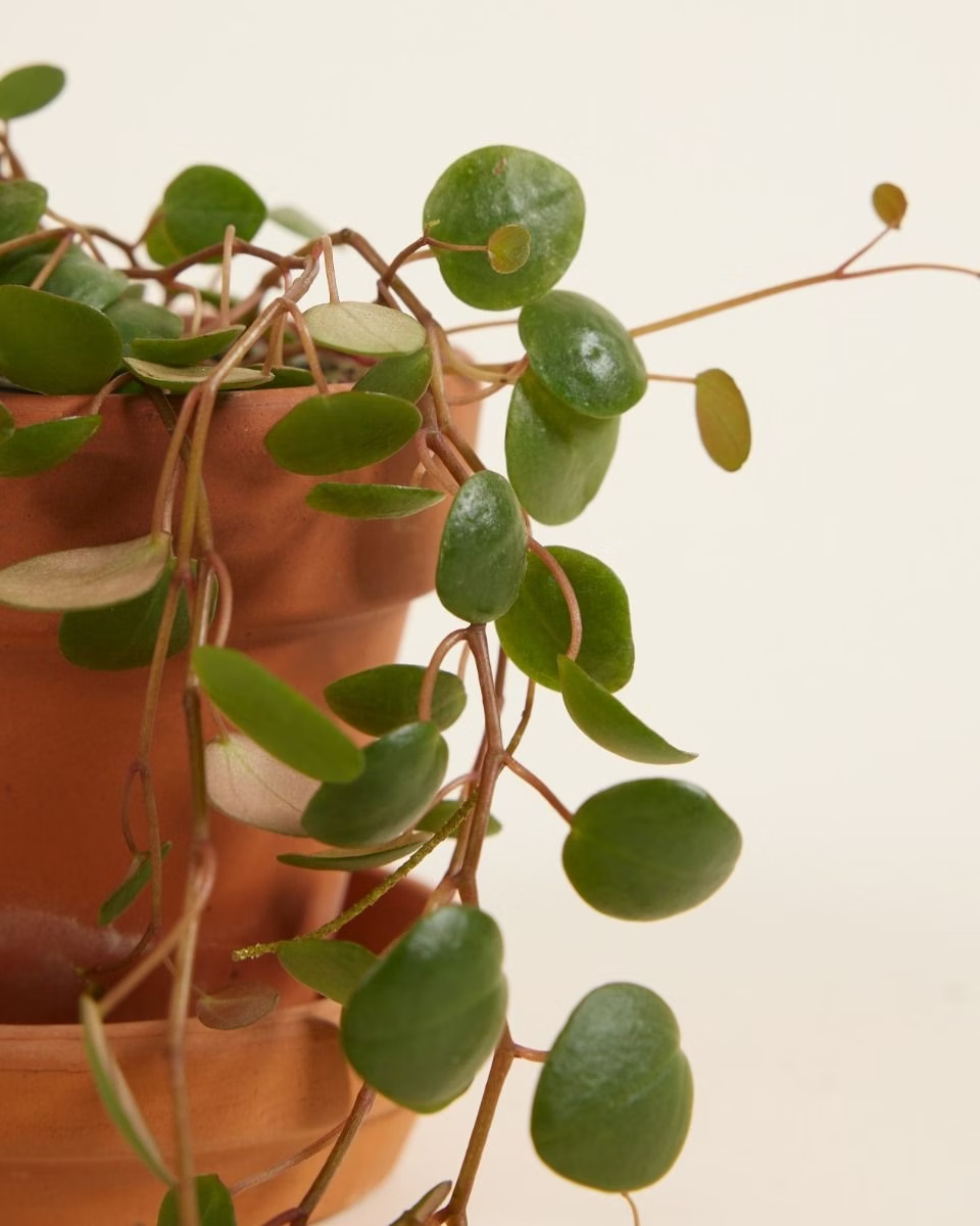 Baby Peperomia Pepperspot (Green Coins) بيبيروميا