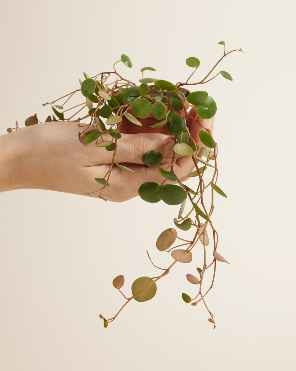 Baby Peperomia Pepperspot (Green Coins) بيبيروميا