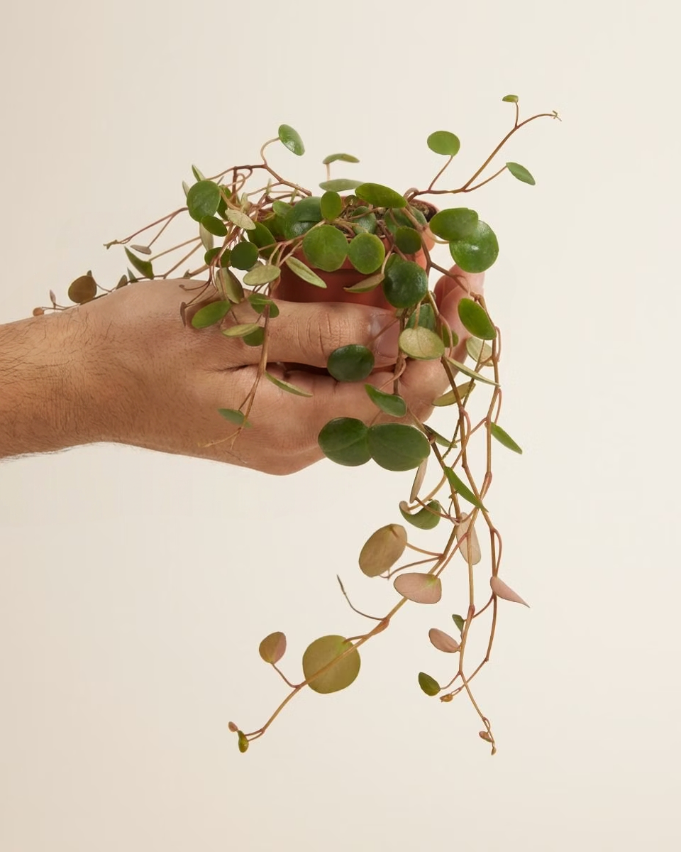 Baby Peperomia Pepperspot (Green Coins) بيبيروميا