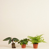 Pet Friendly set S