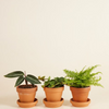 Pet Friendly set S
