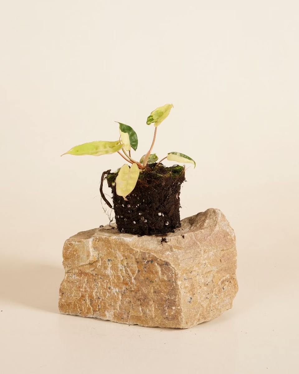 Philodendron Billietiae Variegata