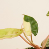 Philodendron Billietiae Variegata