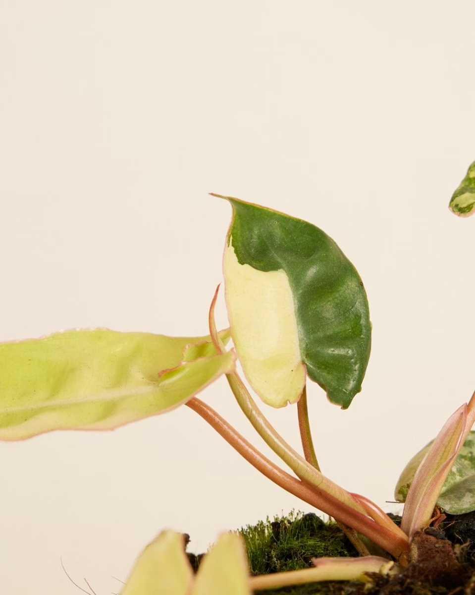 philodendron billietiae variegata Philodendron Billietiae Variegata – NABAT