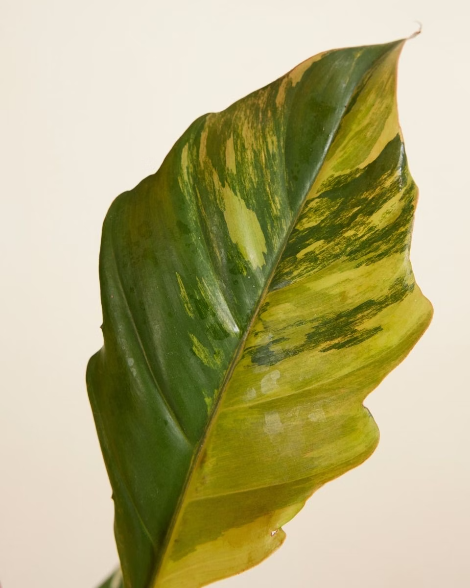 Philodendron Caramel Marble