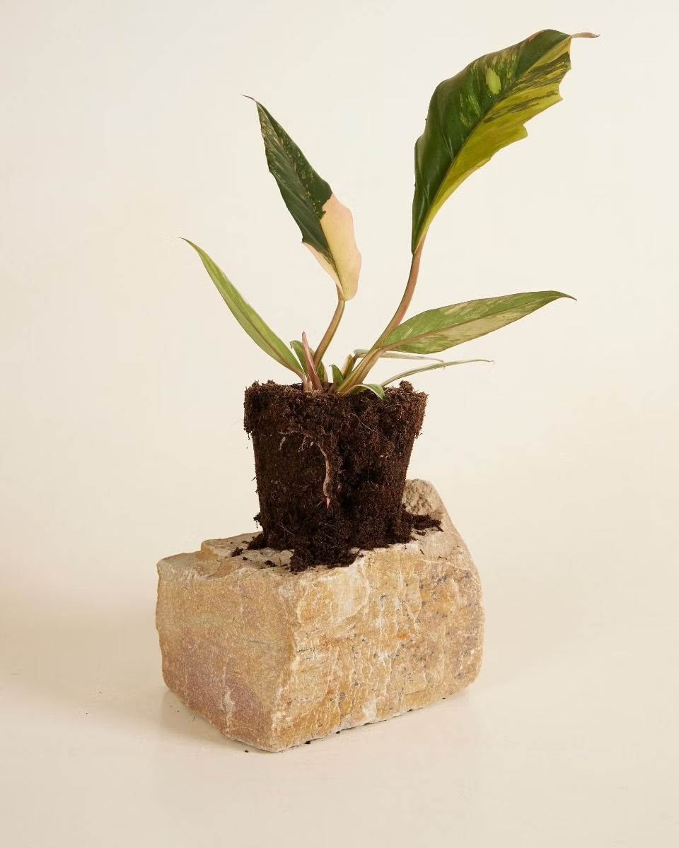 marble caramel philodendron seeds Philodendron Caramel Marble