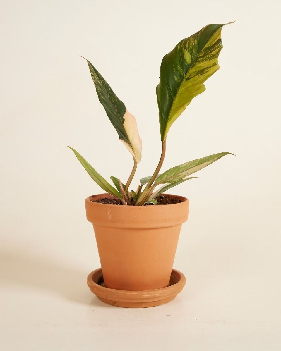 Philodendron Caramel Marble