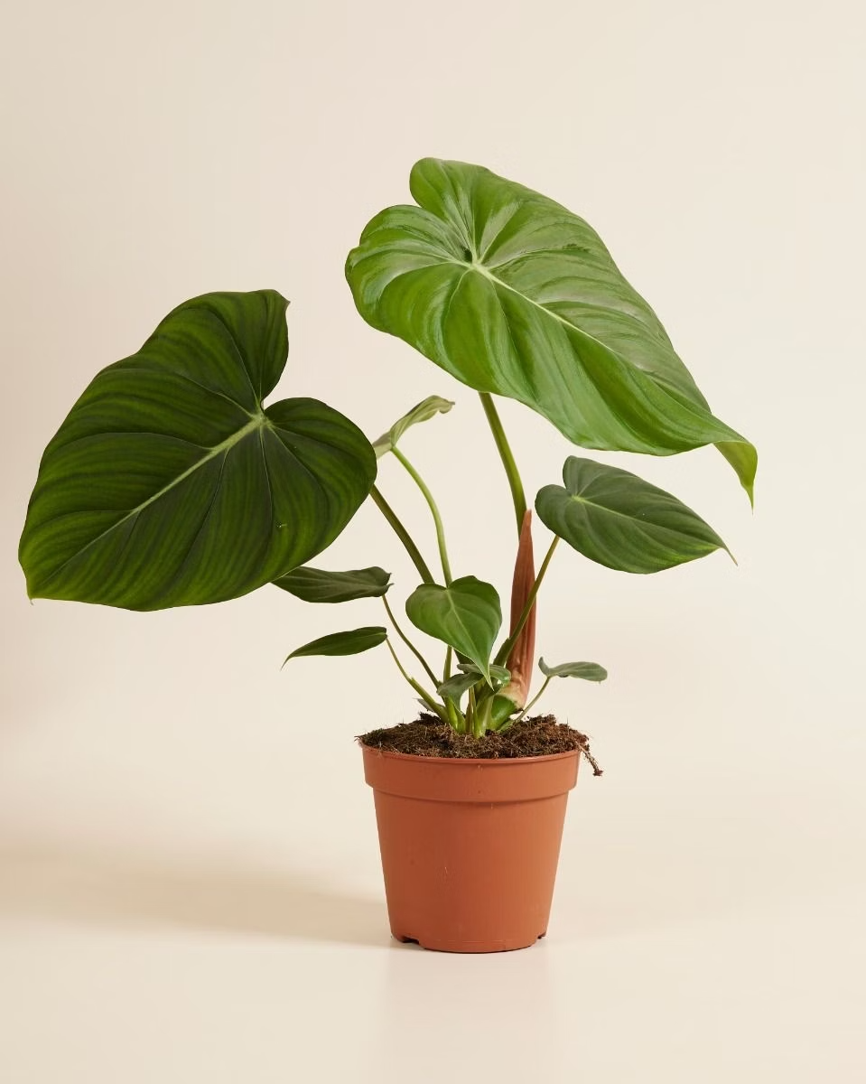 Philodendron McDowell