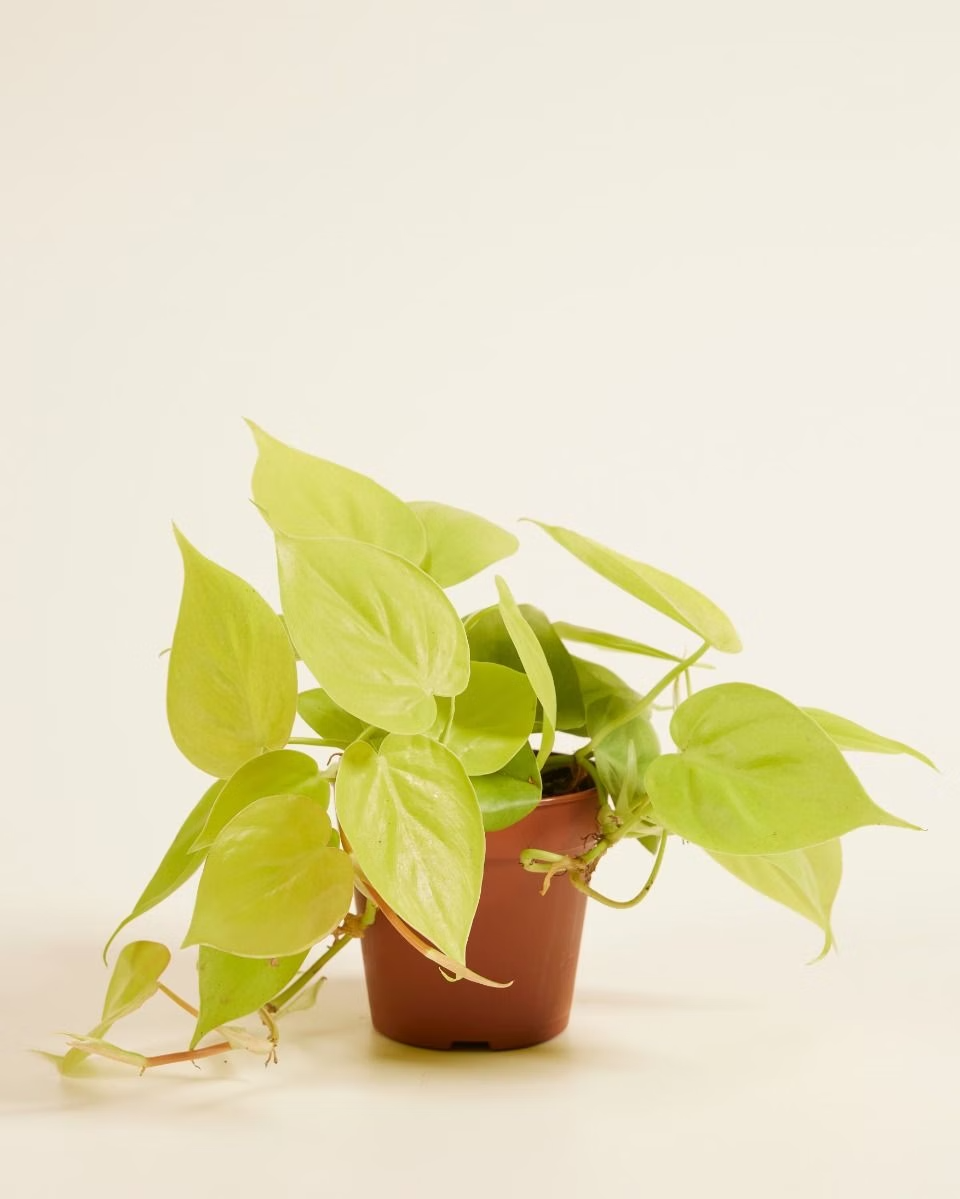 Philodendron Micans Lime (Heartleaf)